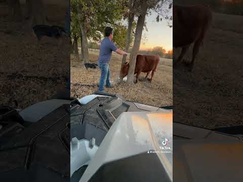 Halloween chainsaw massacre #shortsvideo #cow #stuck #tree