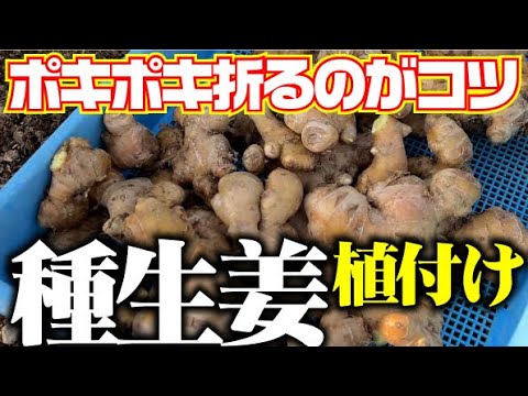 【自分で作った種生姜から新生姜を作る】昨年保存した生姜を種イモにして植え付ける【土佐生姜】