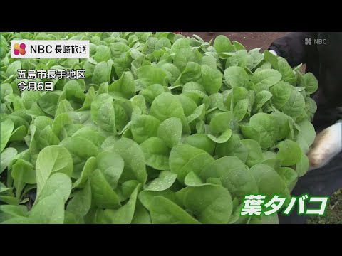 「粘りが良い苗」 葉タバコ植えつけ始まる 五島市