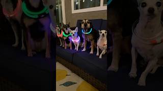 Late-night potty breaks turn into a rave with our senior dogs and glow collars! #seniordogs