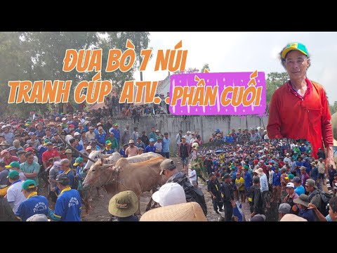 trung kết buổi chiều đua bò tranh cúp truyền hình  atv cấp tỉnh An Giang. chùa thơ mít vĩnh trung AG