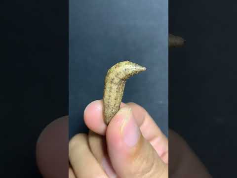 Worm || #shorts #youtubeshorts #viral #share #subscribe #worms