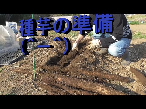 長いも 種芋　準備