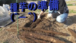 長いも 種芋　準備