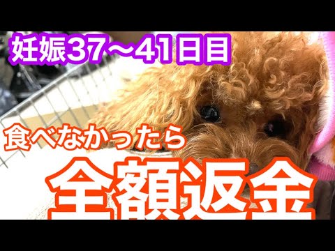 知ってましたか？全額返金システム【妊娠犬】ティーカッププードル