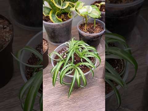 Grow More Spider Plants: How To Propagate Them