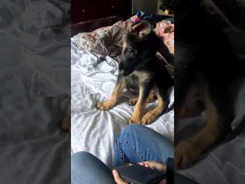 German Shepherd Puppy's First Howl