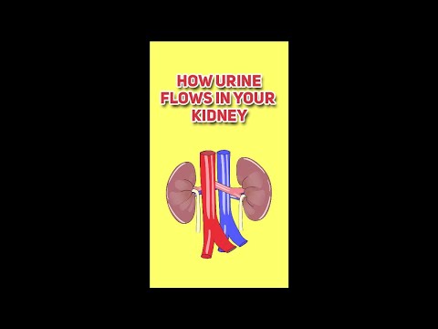 How Urine Flows Through Your Kidney