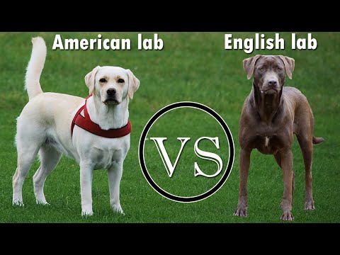 Unlocking the Truth: AMERICAN LABRADOR VS ENGLISH LABRADOR Exposed!