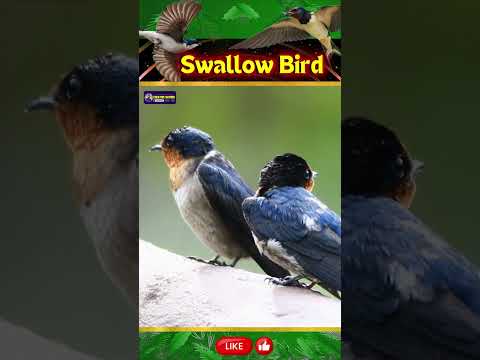 Agile Sound of Swallow Bird | Symbols of Hope & Renewal | Creative Nature #birds #shorts