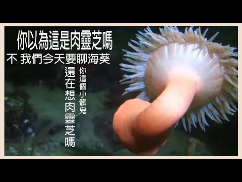 『水族系列 ep12』水族教學 | 是什麼樣的東西讓小丑魚玩不停？新手海葵教學在這裏！[CC字幕]