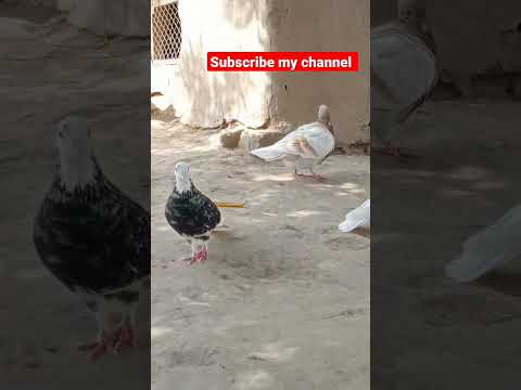 Beautiful Pigeon 🐦🐦|| #beautiful #kabootar #lovestatus #pigeonstatus #sadstatus #funny #shorts #love