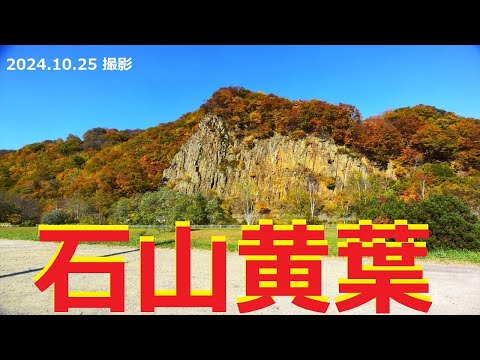 【石山黄葉】石山黄葉　２０２４　(2024.10.25 撮影)