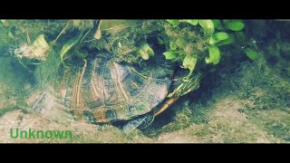 【水中映像】君の知らない川の世界　淡水魚　Underwater video. The World Of The River.