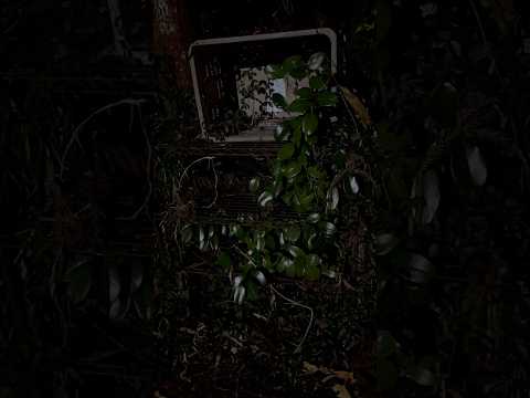 🌸 Forgotten Vegetable Stand in the Mountains of Hirasala - softypapa shorts 🍅⛰️