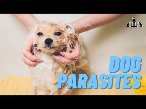 How to Prevent Dog Parasites