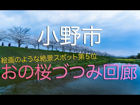 【兵庫県小野市】桜の絶景スポット・おの桜づつみ回廊/ The Longest Sakura (Cherry Blossoms) Corridor In Western Japan.