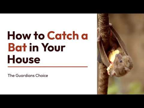 3 Ways to Catch a Bat in Your House | How to Catch a Bat in Your House | The Guardians Choice