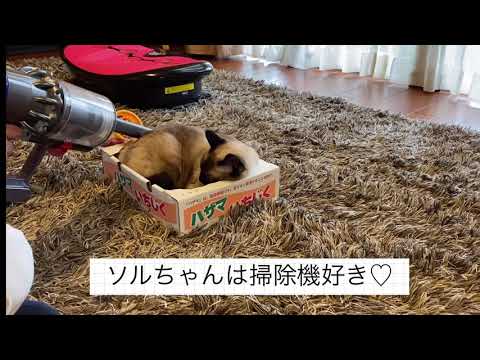 シャム猫ソルちゃんは掃除機好き