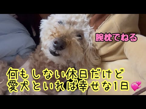 【愛犬とまったり】何もしない休日だけど愛犬といれば幸せな１日