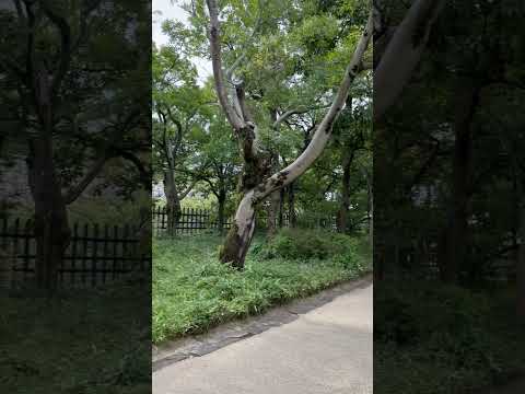 姫路城より素晴らしかった日本庭園