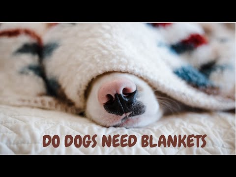 Do Dogs Need Blankets