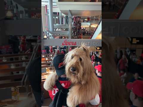 When the line for the elevator is too long… #goldendoodle #dogdad #escalator #floridapanthers