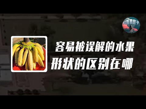 容易被誤解的水果：香蕉是彎的好，還是越直越好？