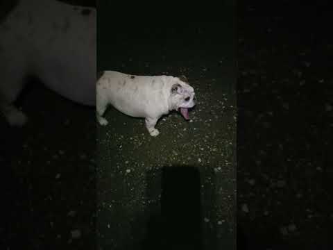 Ep. 531, Pugsly, Wednesday, and Waterbucket out on a night walk.