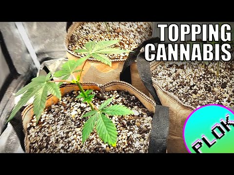 First Re-potting & First Topping  | Wedding Cake Grow Week 7