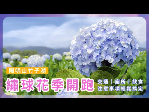 竹子湖夢幻花海「繡球花季開跑」｜交通廁所飲食注意事項輕鬆搞定｜樂享好時光｜躍齡健康趣生活｜樂齡銀髮照過來