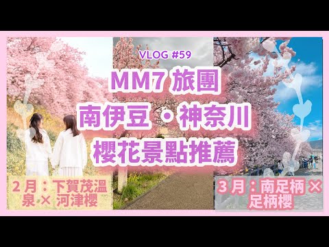 VLOG #59 南伊豆&神奈川縣 | 2/3月櫻花景點推介 | 南伊豆 櫻花及油菜花祭 | 南足柄 一之堰 & 幸道 足柄櫻 #櫻花 #賞櫻