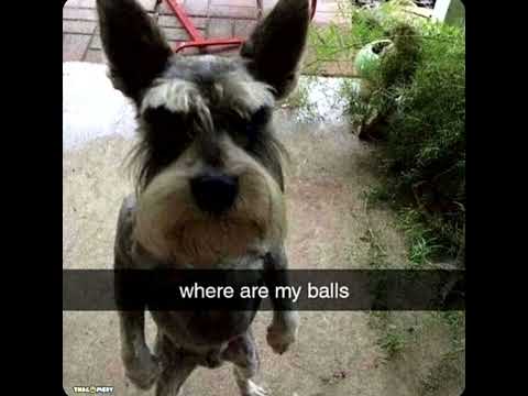 where are his balls at?