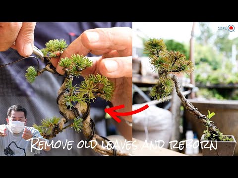 It is up to you how to grow Goyomatsu with thin roots. [Bonsai Q]