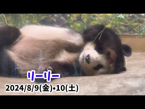 【可愛い寝顔のリーリー🐼】〜2024/8/9(金)•10(土)上野動物園〜