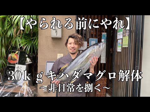 【やられる前にやれ】30ｋｇキハダマグロ解体〜非日常を捌く〜