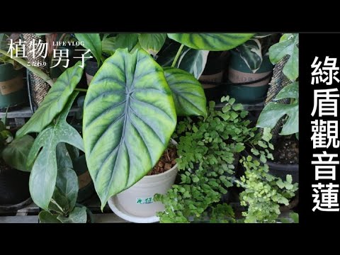 我的綠盾觀葉蓮|觀音蓮|日常照顧繁殖|Alocasia clypeolata|foliage plants|植物男子