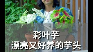 漂亮又好养的芋头——彩叶芋