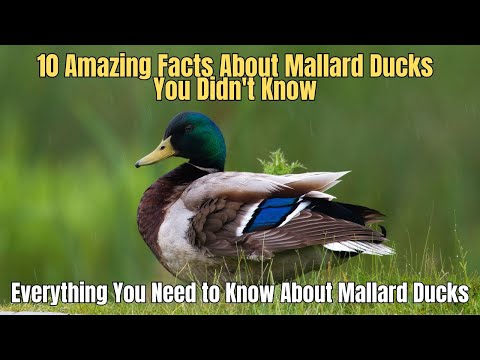 🦆 10 Amazing Facts About Mallard Ducks You Didn't Know ❌