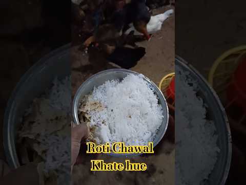 Night Feeding Time || Roti Chawal Khate Hue Hamare Murgiya #chickenfeed #youtubeshorts  #shorts