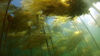 'I was blown away': Accidental underwater video captures feeding humpback