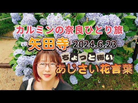 カルミンの【あじさい満開奈良ひとり旅】矢田寺♯怖い花言葉