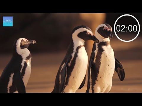 Countdown Timer 2 minutes With Relaxing Music For Concentration - Penguins - Pack up time music