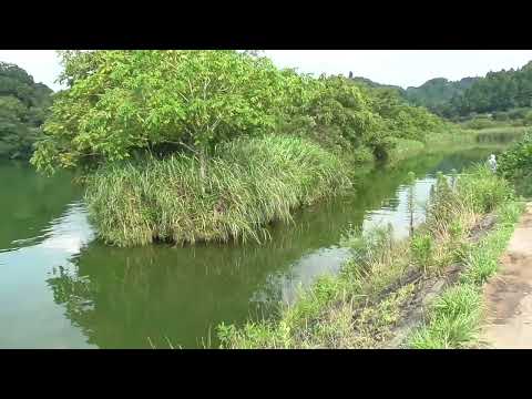 今日のカメカメ池【2024年7月31日】