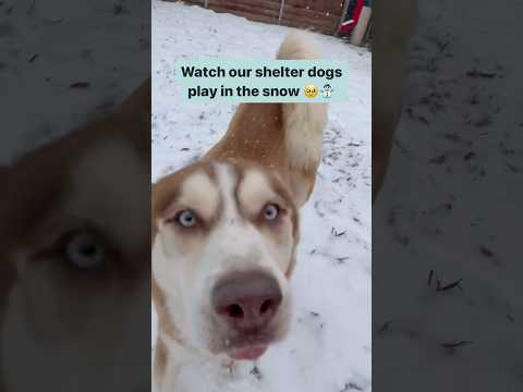 It’s a #SnowDay at the Plano, Texas Animal Shelter! ❄️🌨️☃️