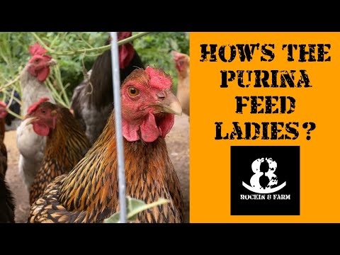 Purina Feed Greatness Challenge Week 4 | Central Texas Chicken Coop