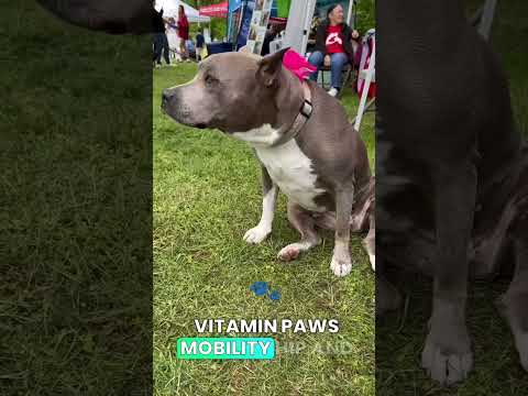 Pit Bull Thrives on Vitamin Paws Mobility Chews for Strong Hips and Joints! 🐾