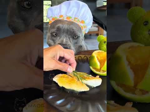 Frango ao Molho de Laranja - Du Chef Maori Blue #americanbully