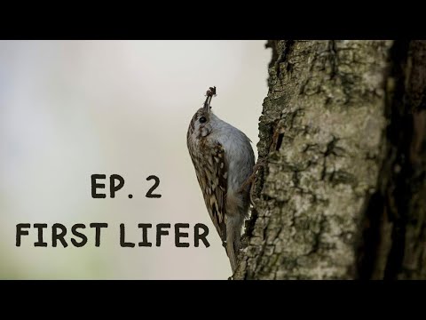 WBP Ep. 2 - First lifer ! ( S9 to S14 ) | WILD BIRDS PROJECT #wildlife