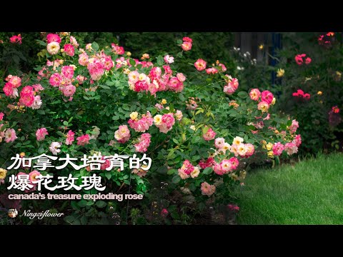 怎样选择零打理无病虫害的爆花玫瑰｜How to choose a low maintenance, pest-free, pop-flowering rose